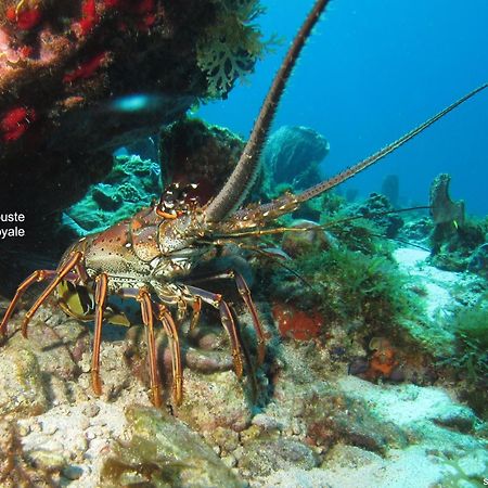 Villa Du Cap Beauchene Le Marin Ngoại thất bức ảnh